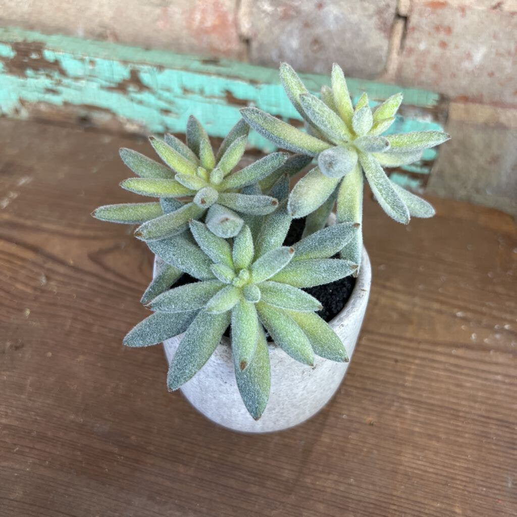 FAUX SUCCULENT IN POT