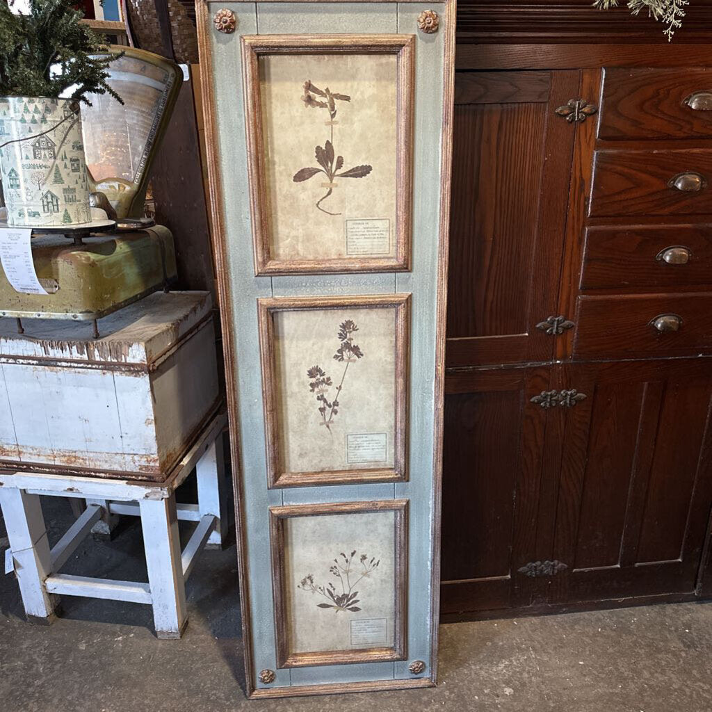 FRAMED BOTANICAL COLLECTION