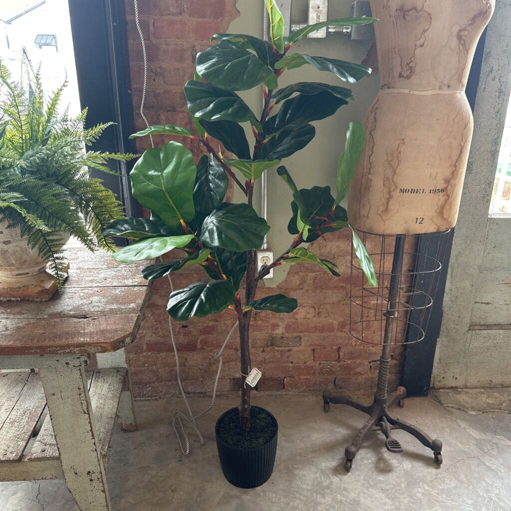 FIDDLE LEAF FIG TREE IN POT