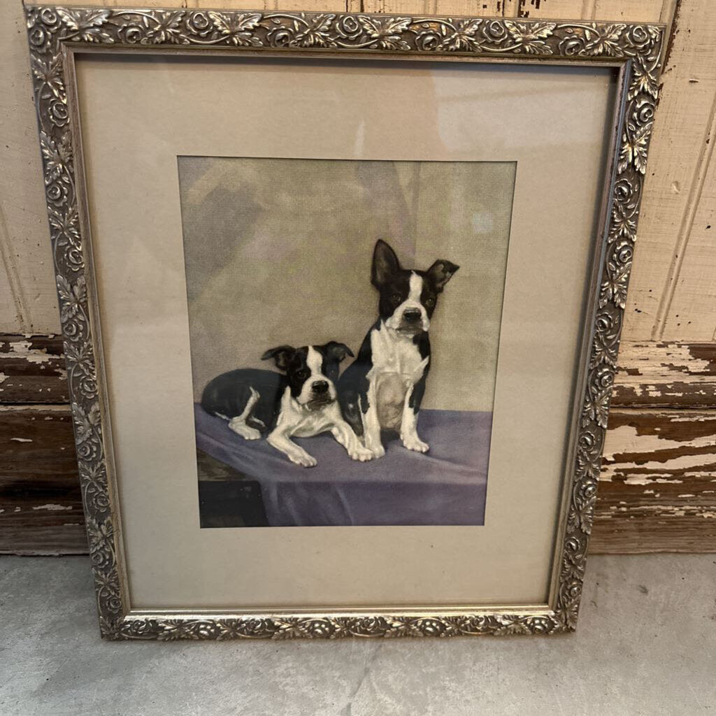 "BOSTON TERRIER BULLDOGS" FRAMED VINTAGE PRINT
