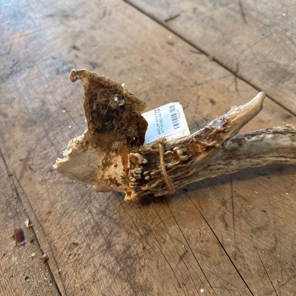 ANTLER WITH PART OF SKULL ATTACHED