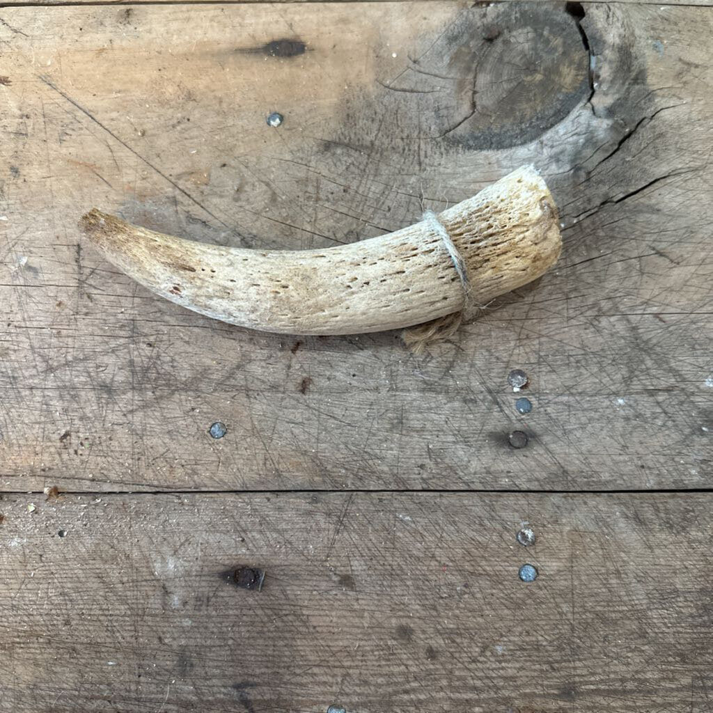 ANIMAL HORN