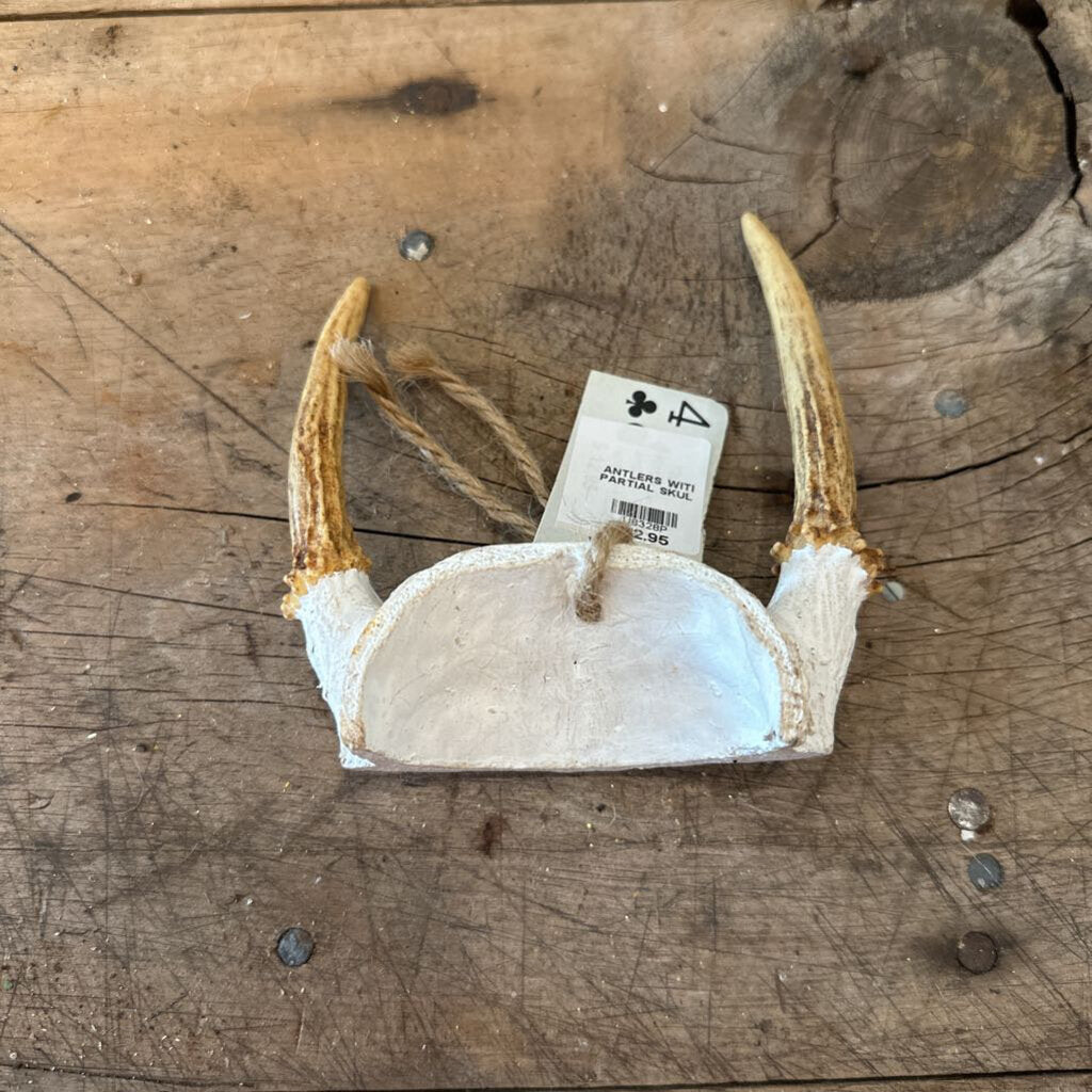 ANTLERS WITH PARTIAL SKULL