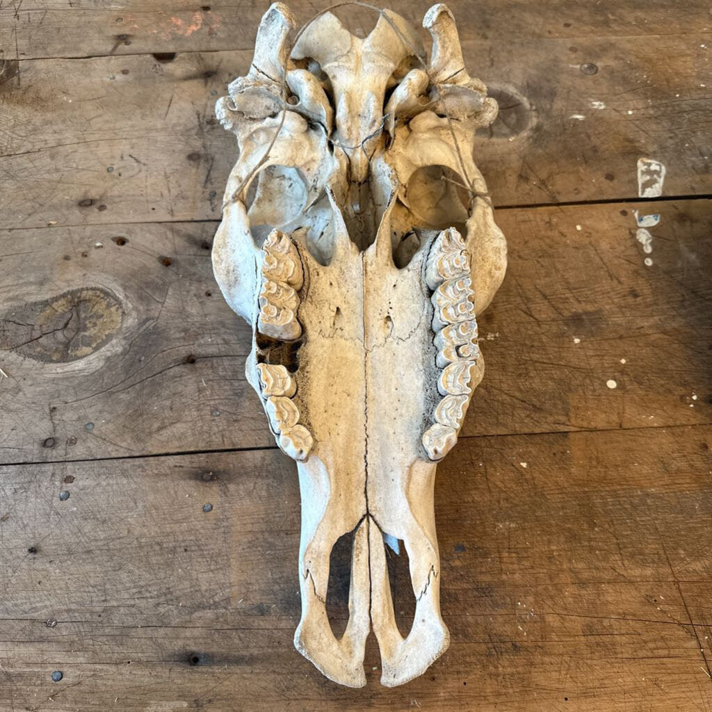 ANIMAL SKULL