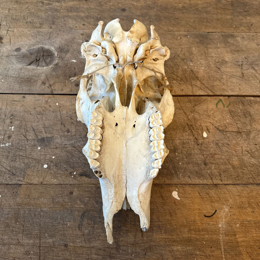 ANIMAL SKULL