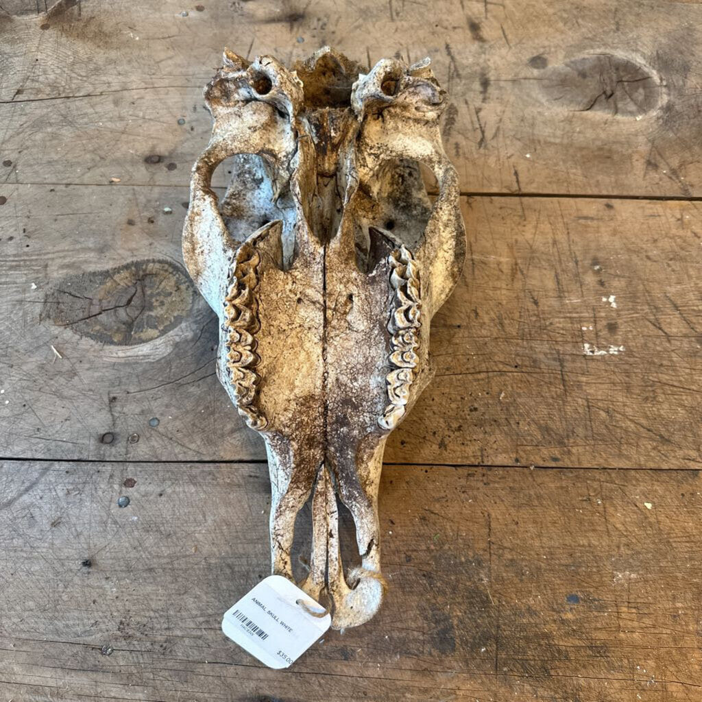 ANIMAL SKULL
