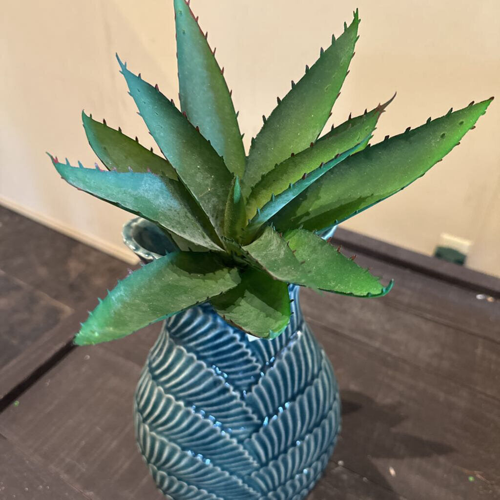 ALOE VERA STEM
