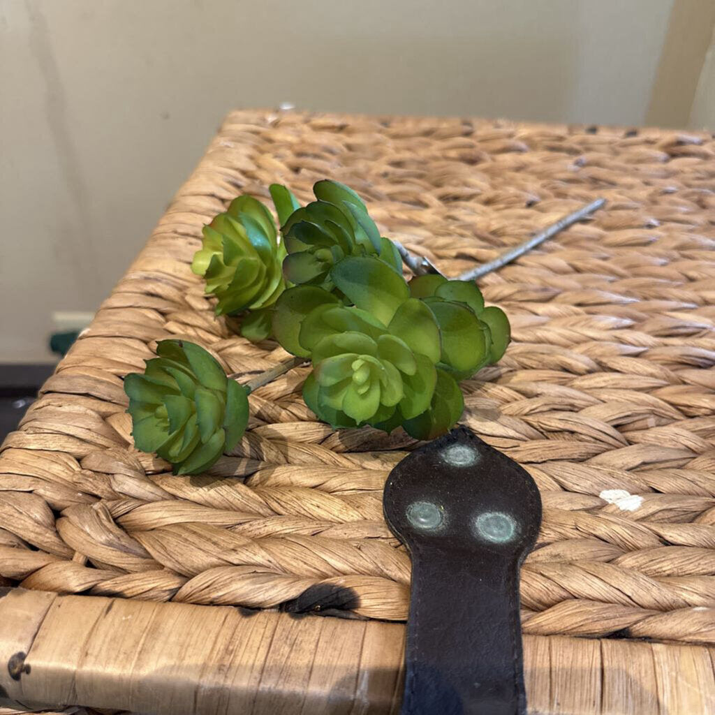 SUCCULENT STEM