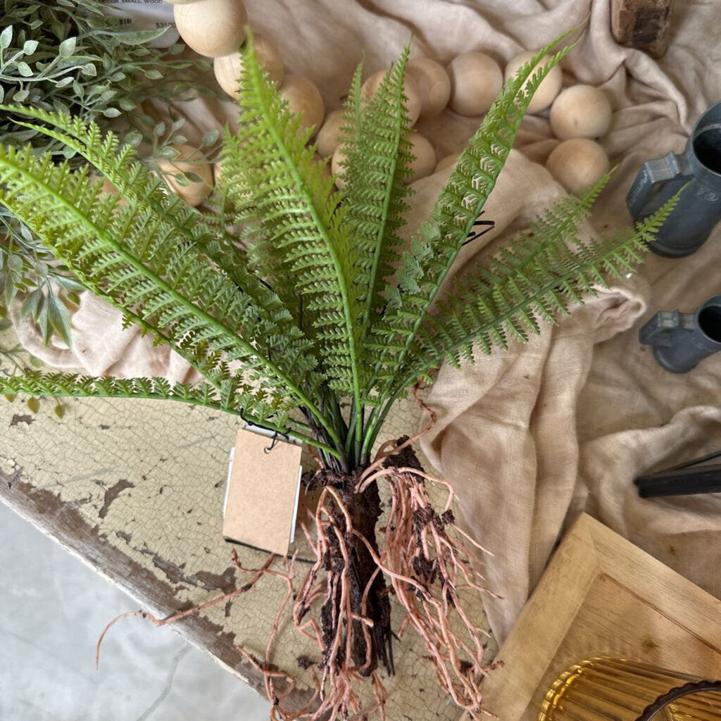 FERN WITH EXPOSED ROOTS