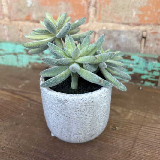 FAUX SUCCULENT IN POT