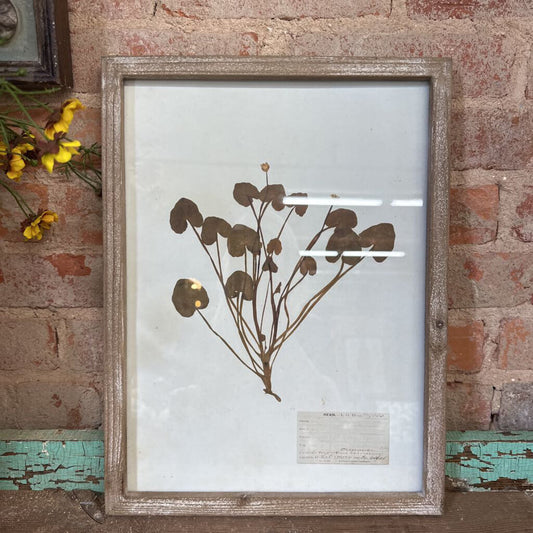 FRAMED DRIED BOTANICAL PRINT