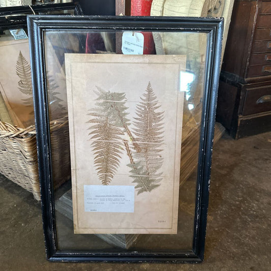 FRAMED VINTAGE FERN PRINT