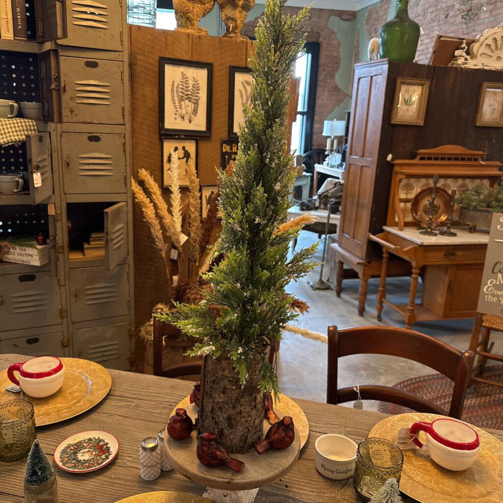 CYPRESS TREE IN BIRCH POT