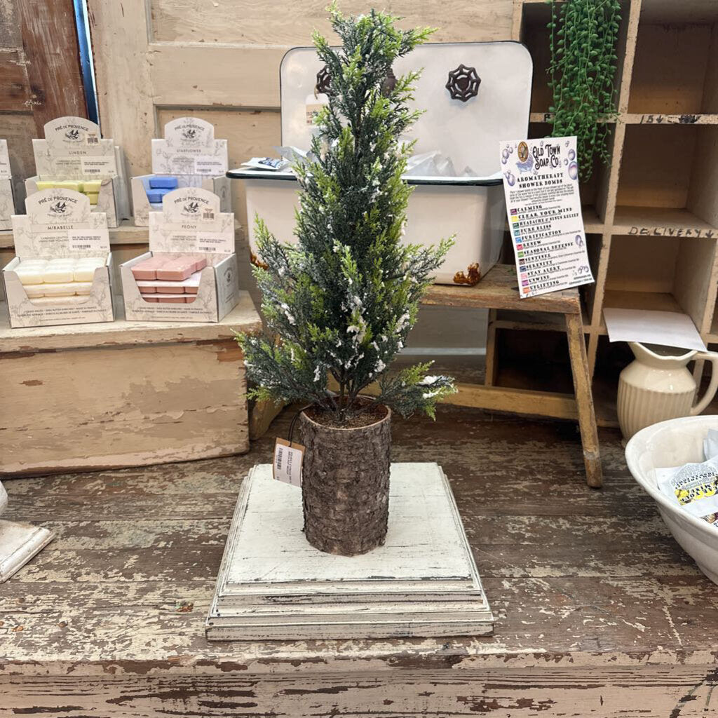 CYPRESS TREE IN BIRCH POT