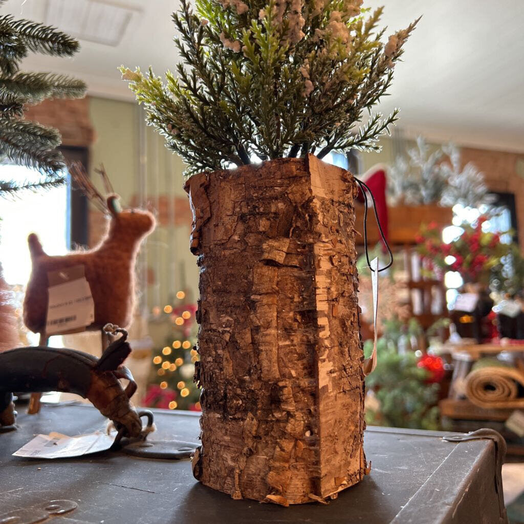 CYPRESS TREE IN BIRCH POT