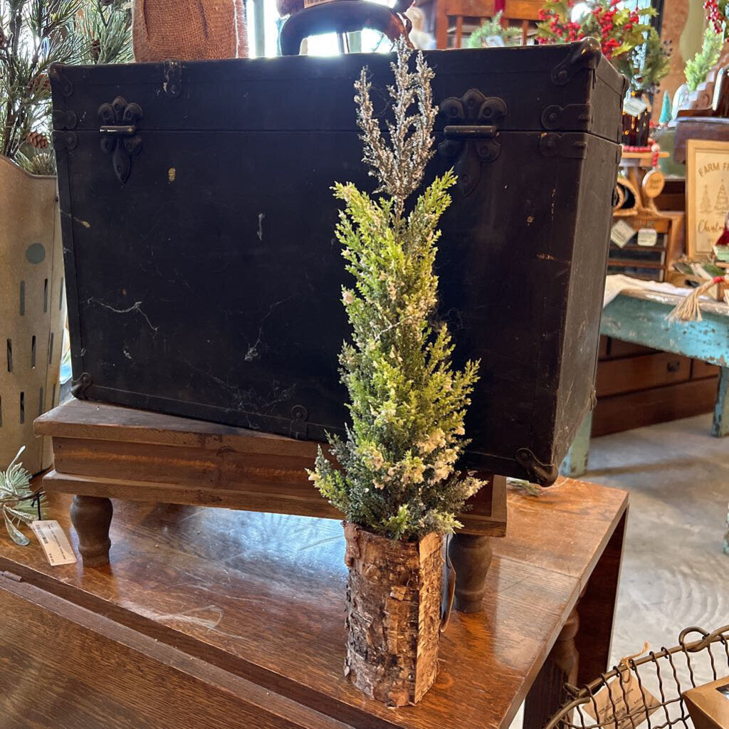 CYPRESS TREE IN BIRCH POT