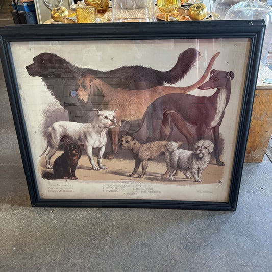 DOMESTIC DOGS FRAMED PRINT