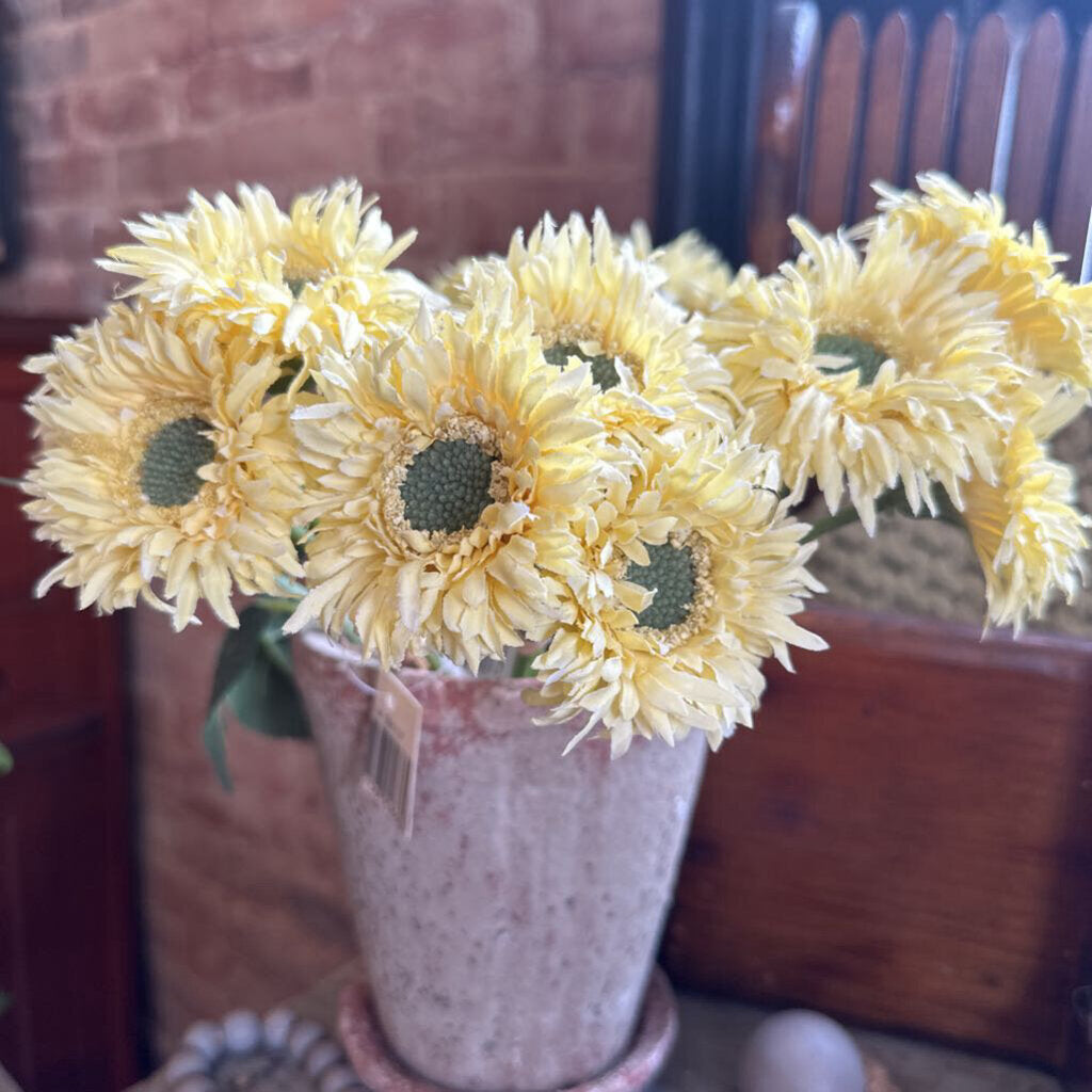 GERBERA DAISY