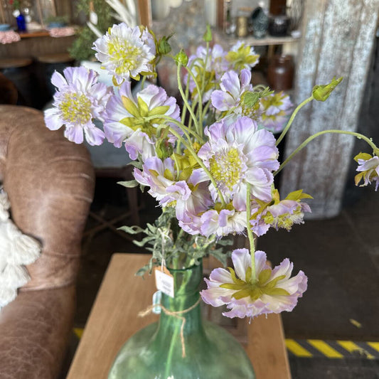 LAVENDER PINCUSHION FLOWER