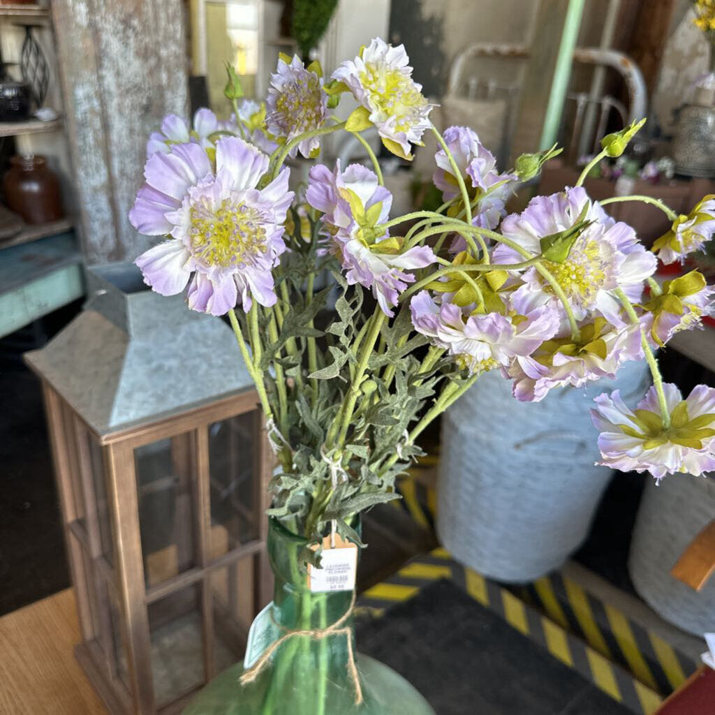 LAVENDER PINCUSHION FLOWER