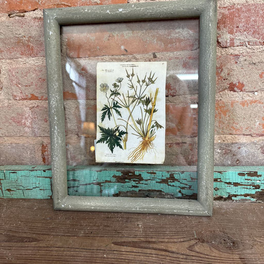 FLOATING FRAMED BOTANICAL PRINT