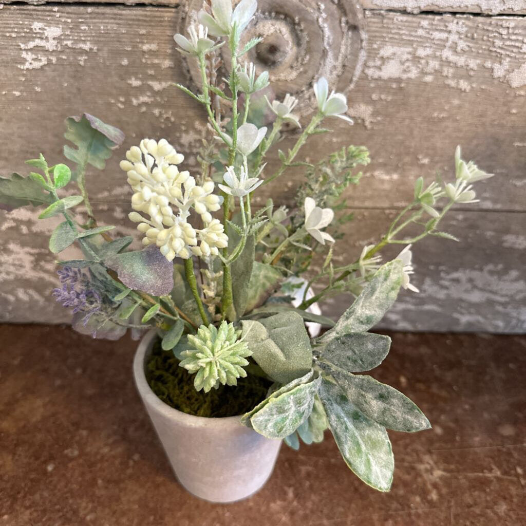 CEMENT POTTED FLORAL