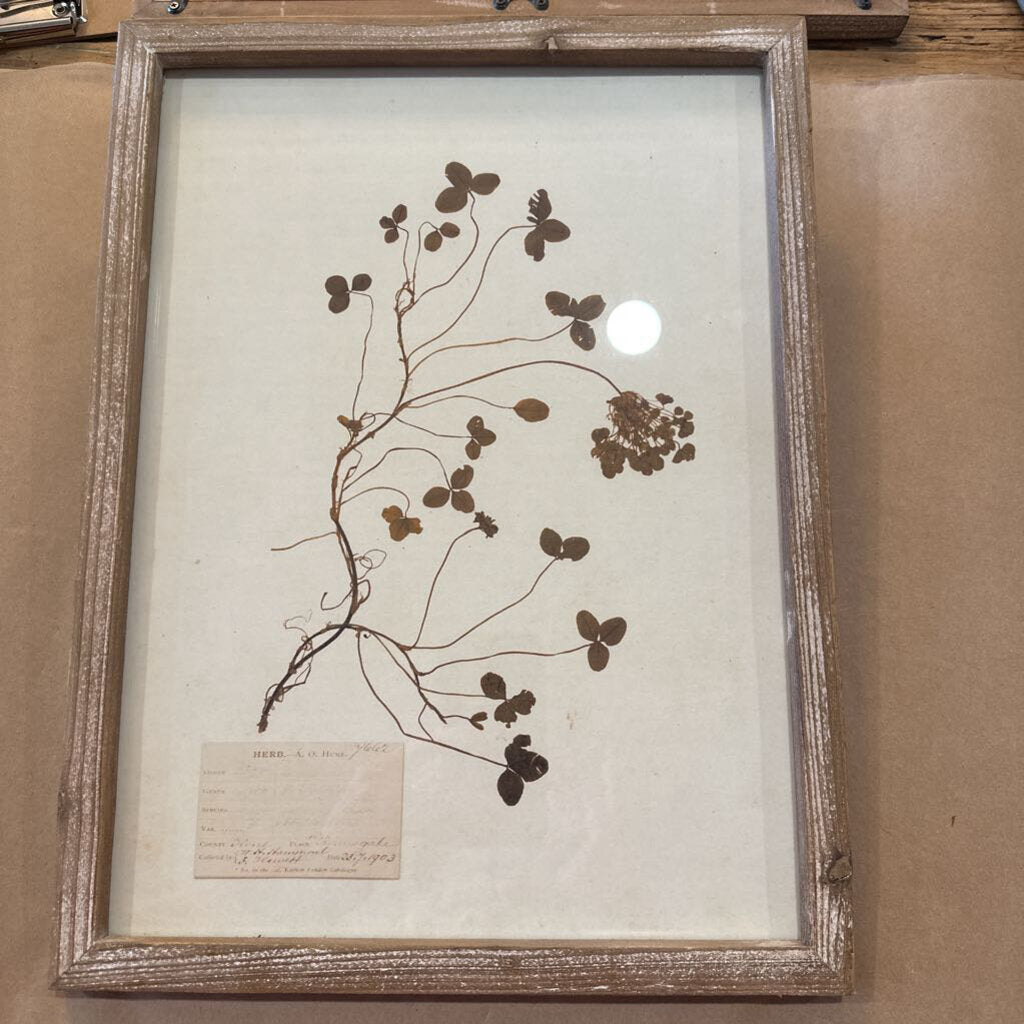 FRAMED DRIED BOTANICAL PRINT