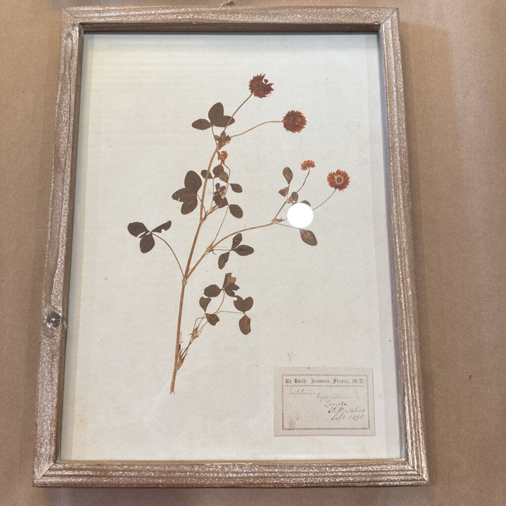 FRAMED DRIED BOTANICAL PRINT