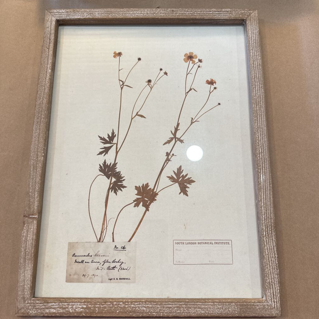 FRAMED DRIED BOTANICAL PRINT