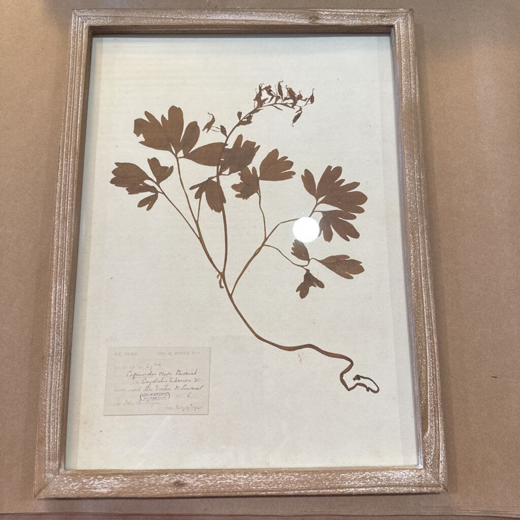 FRAMED DRIED BOTANICAL PRINT