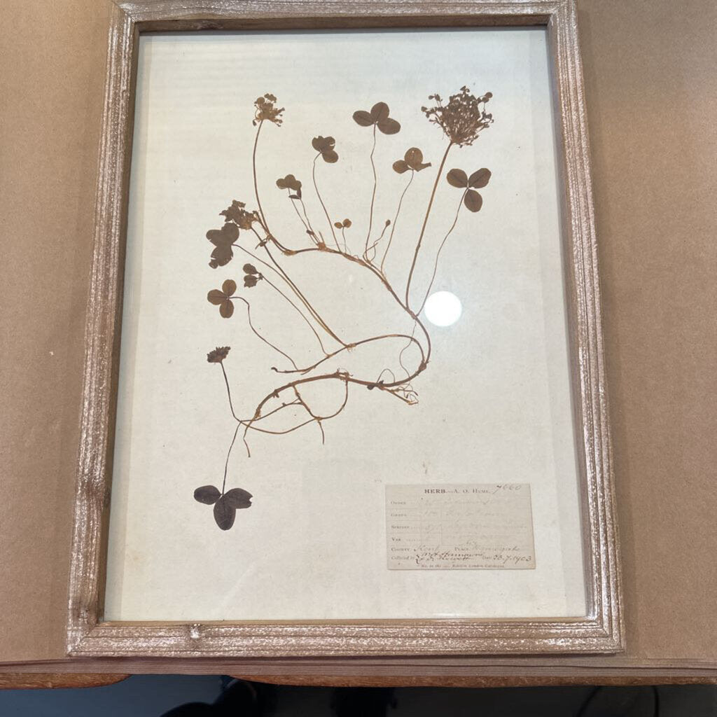 FRAMED DRIED BOTANICAL PRINT