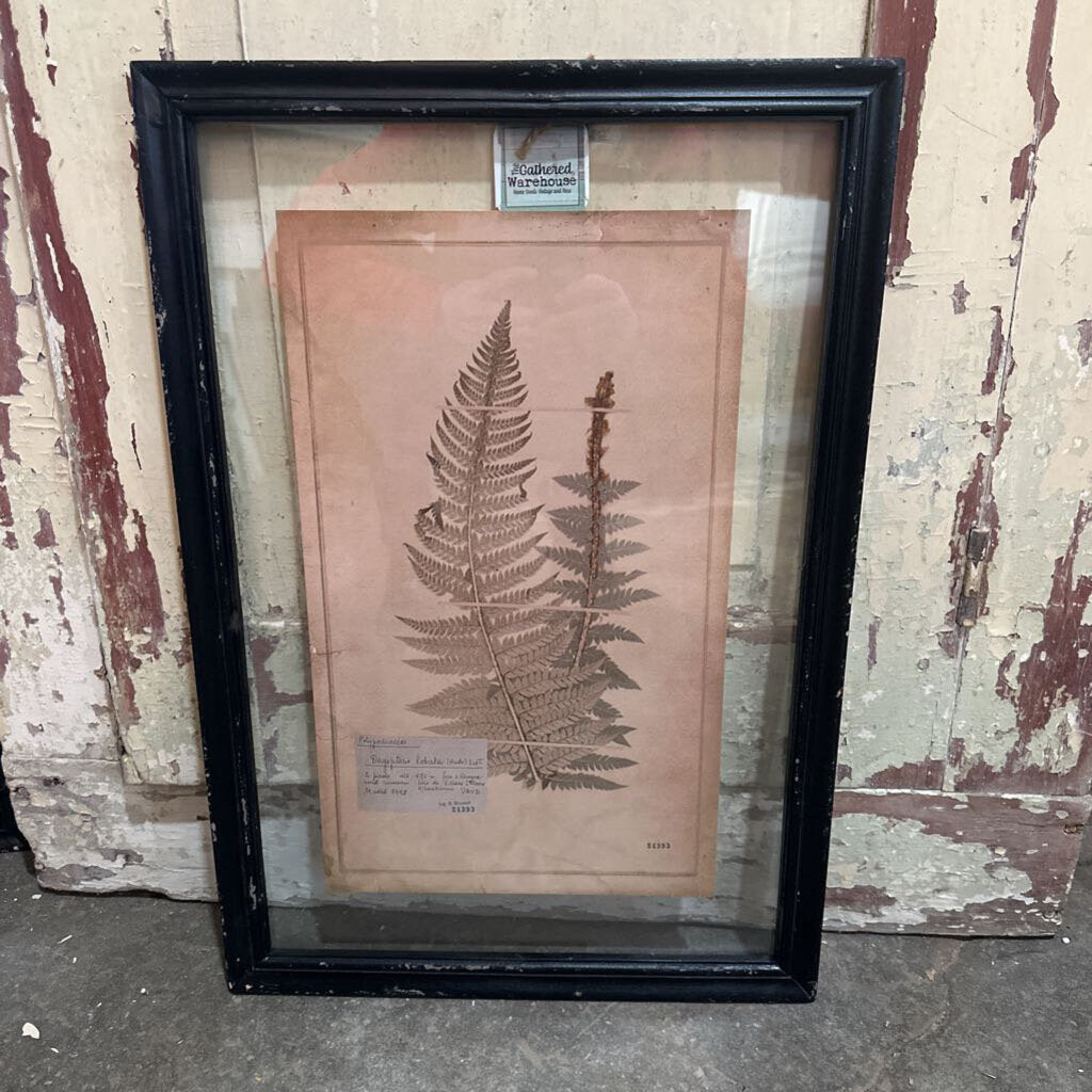 FRAMED VINTAGE FERN PRINT