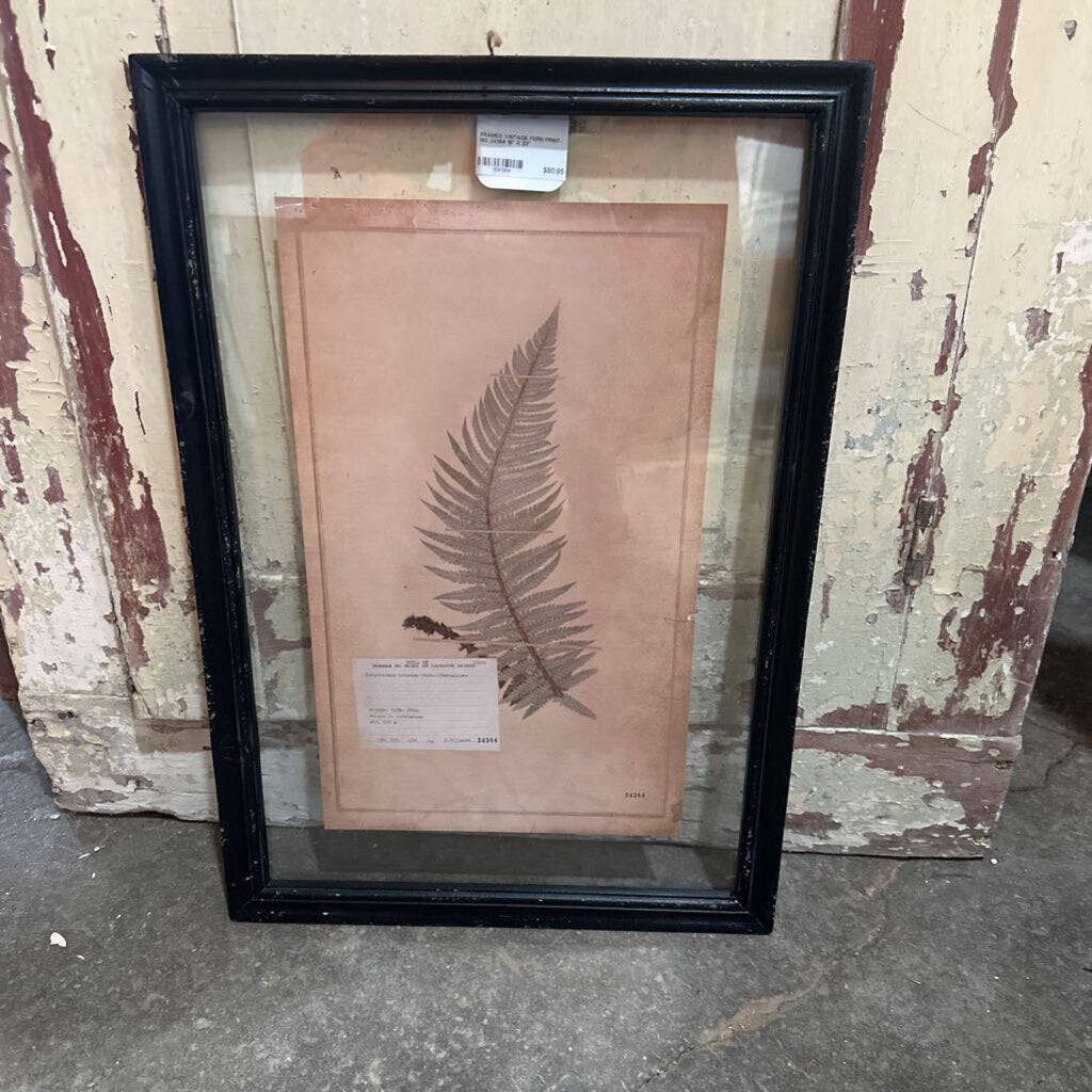 FRAMED VINTAGE FERN PRINT