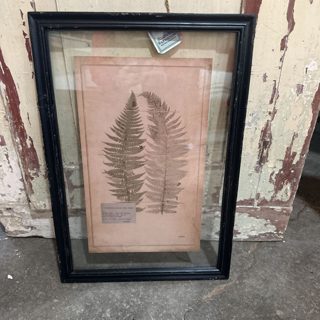 FRAMED VINTAGE FERN PRINT