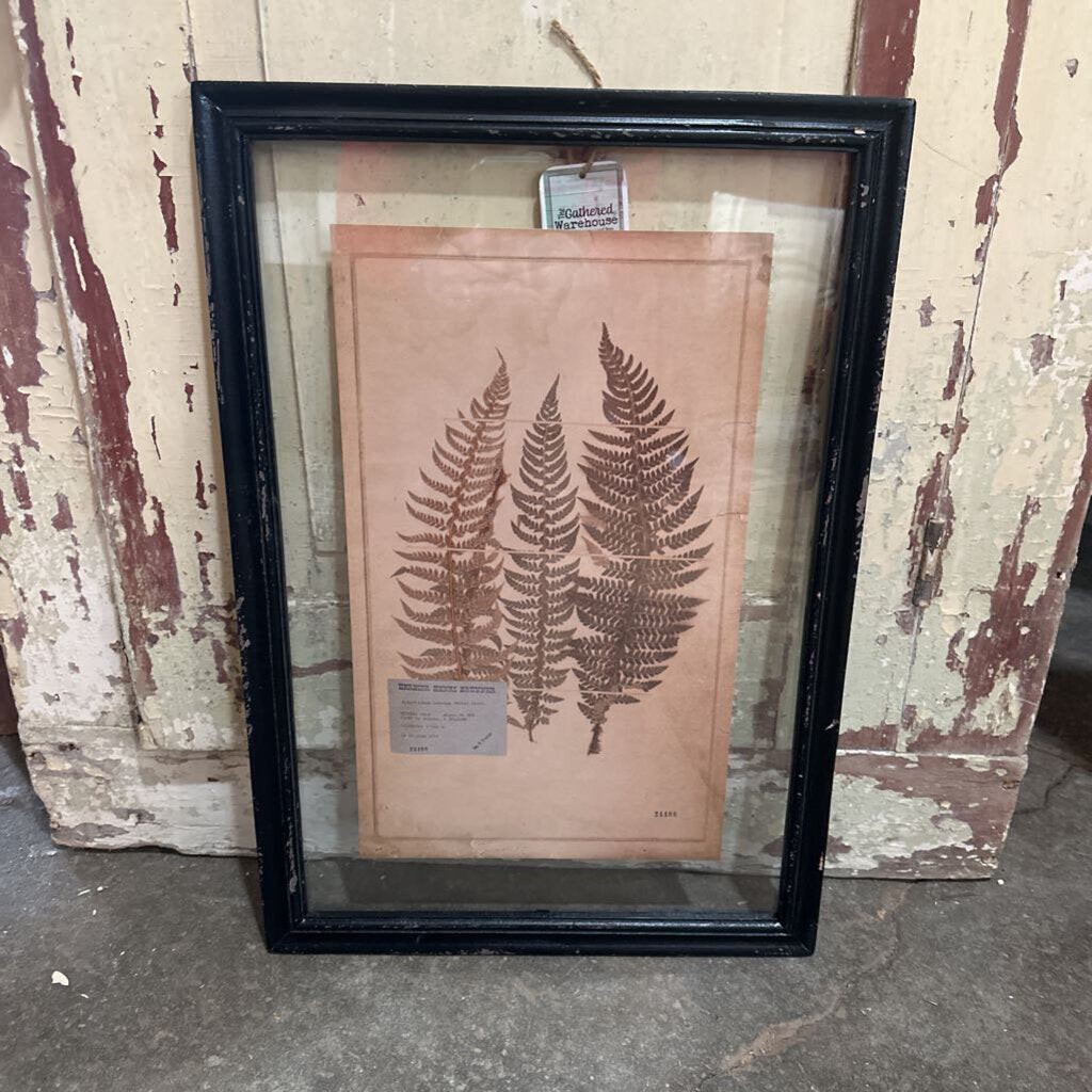 FRAMED VINTAGE FERN PRINT