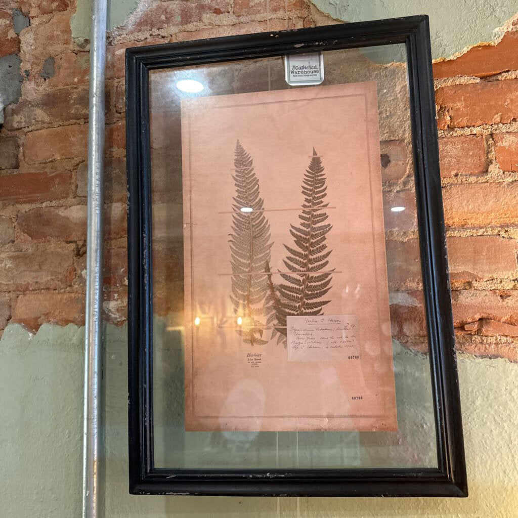 FRAMED VINTAGE FERN PRINT