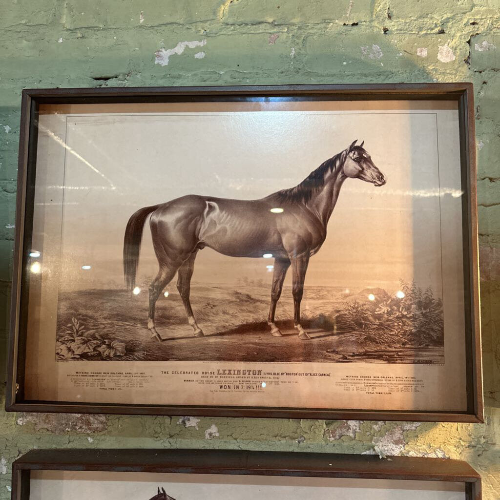 RACE HORSE FRAMED PRINT