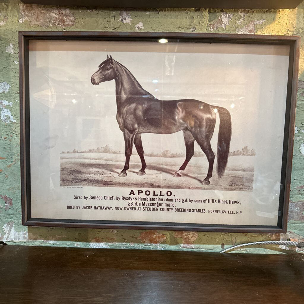 RACE HORSE FRAMED PRINT