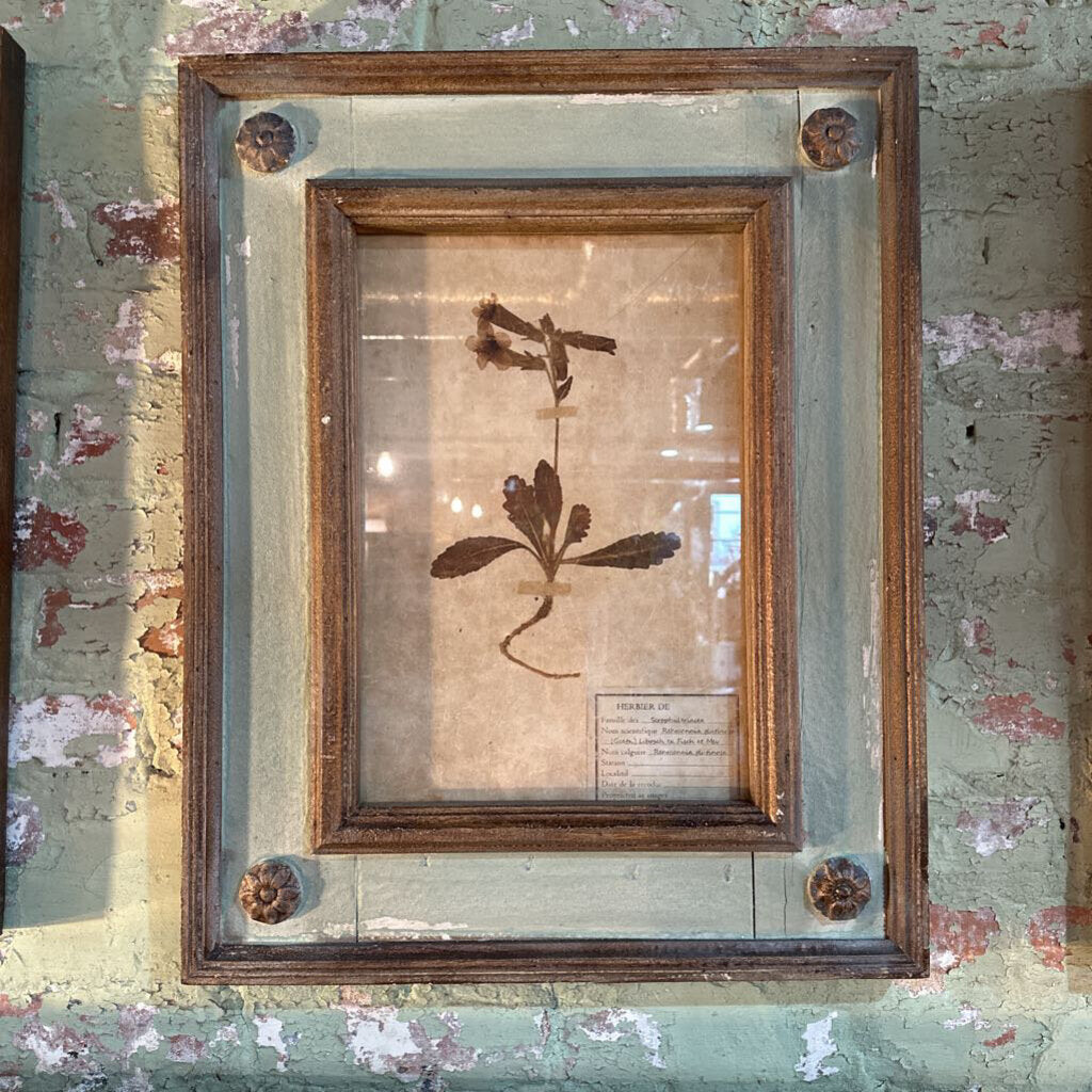 FRAMED BOTANICAL PRINT