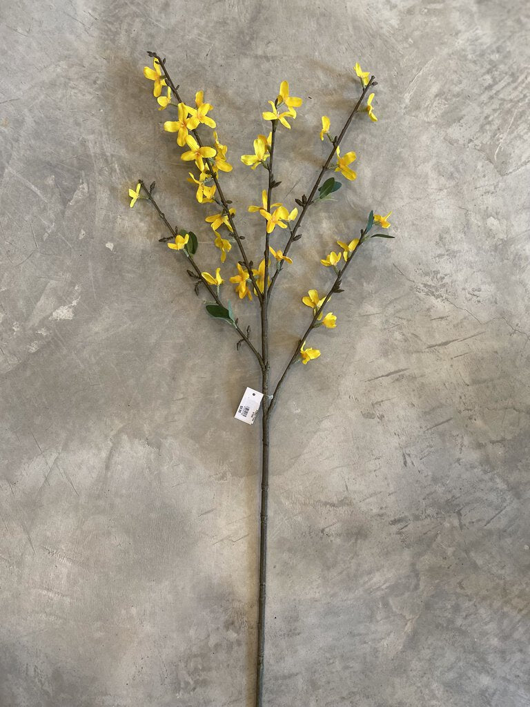 FORSYTHIA STEM