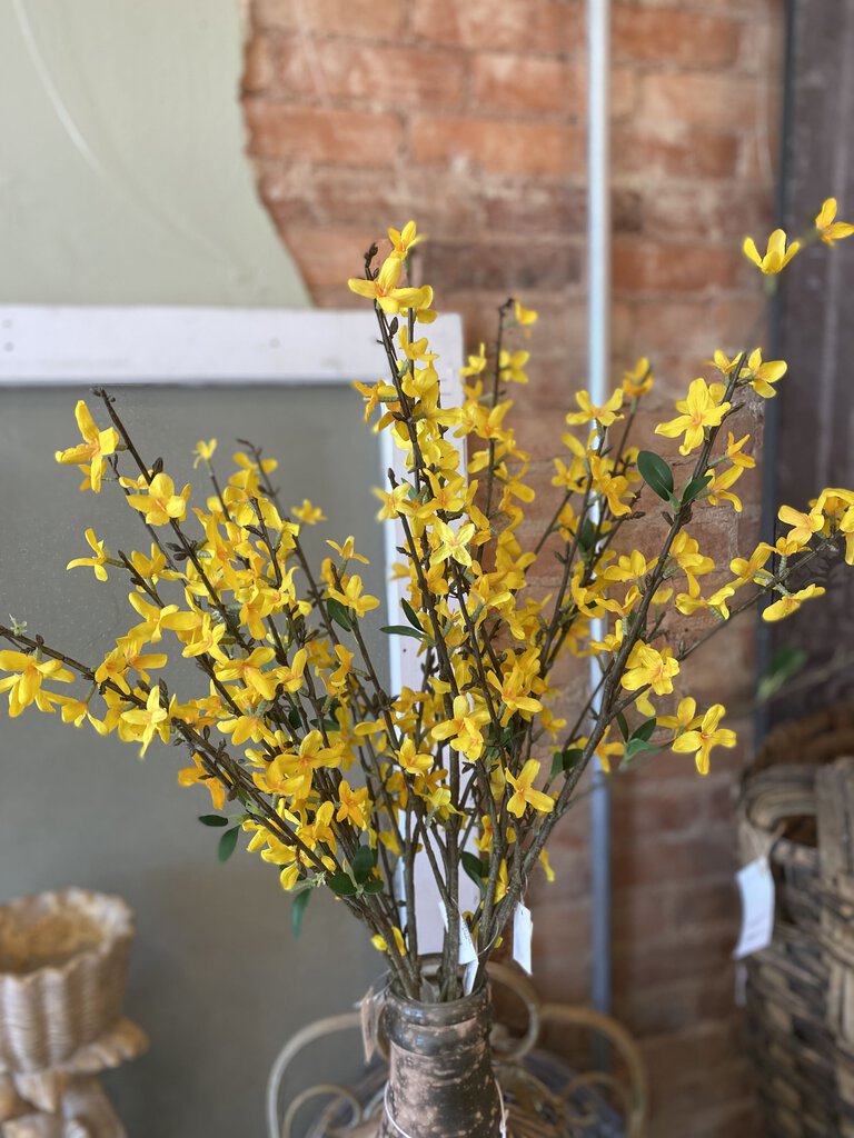 FORSYTHIA STEM