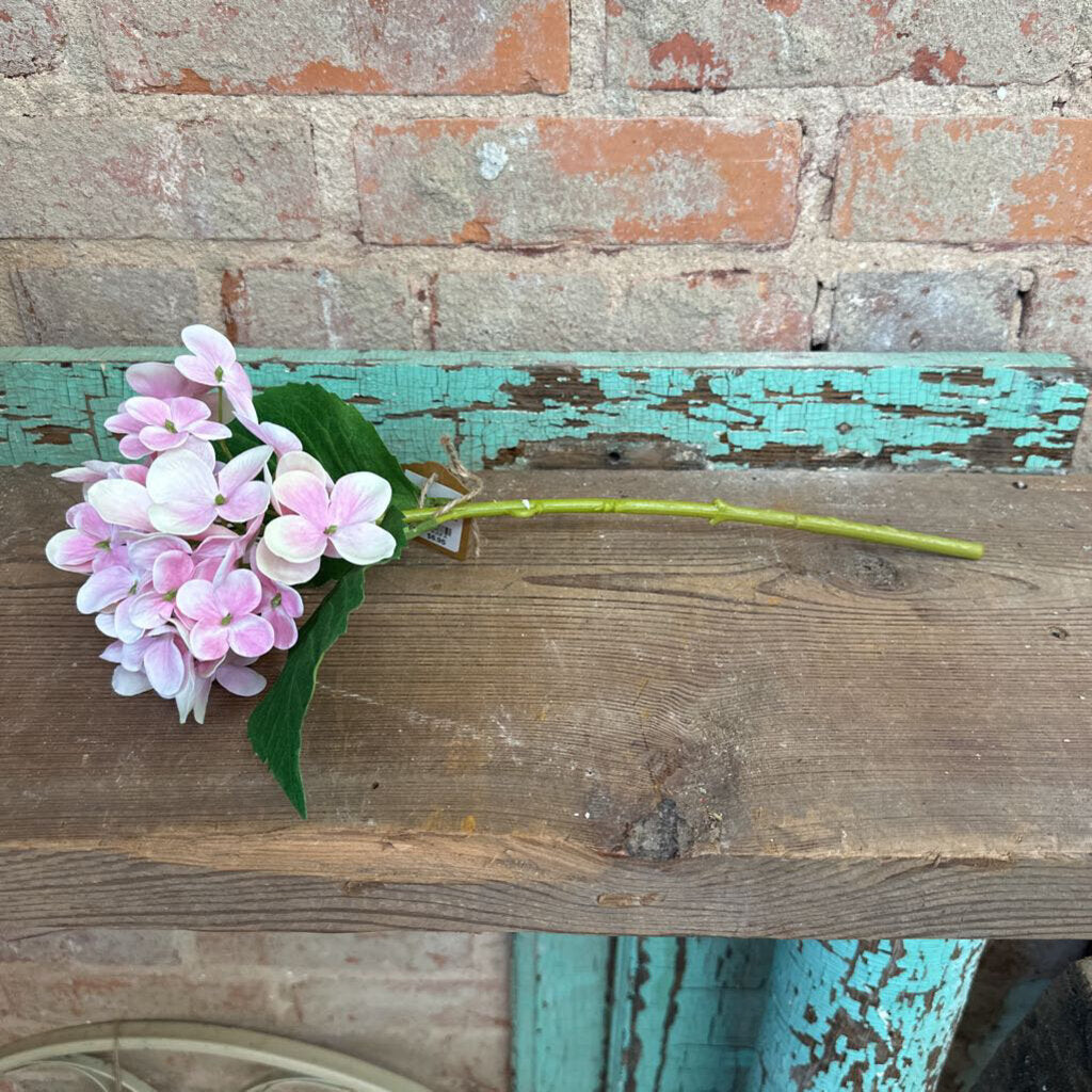 HYDRANGEA STEM