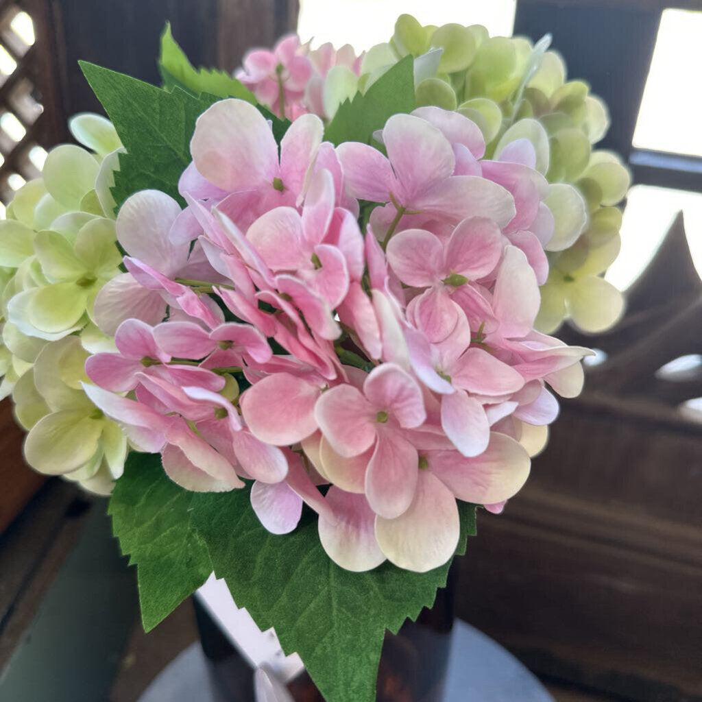 HYDRANGEA STEM