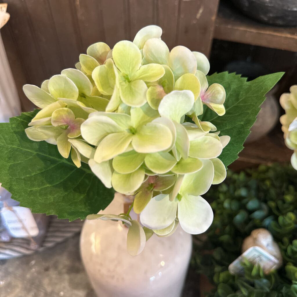 HYDRANGEA STEM