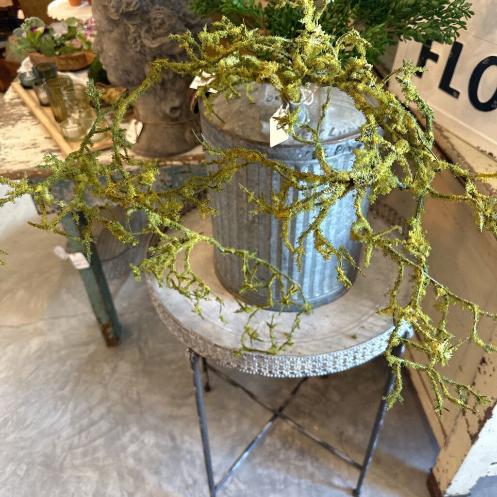 MOSS VINE