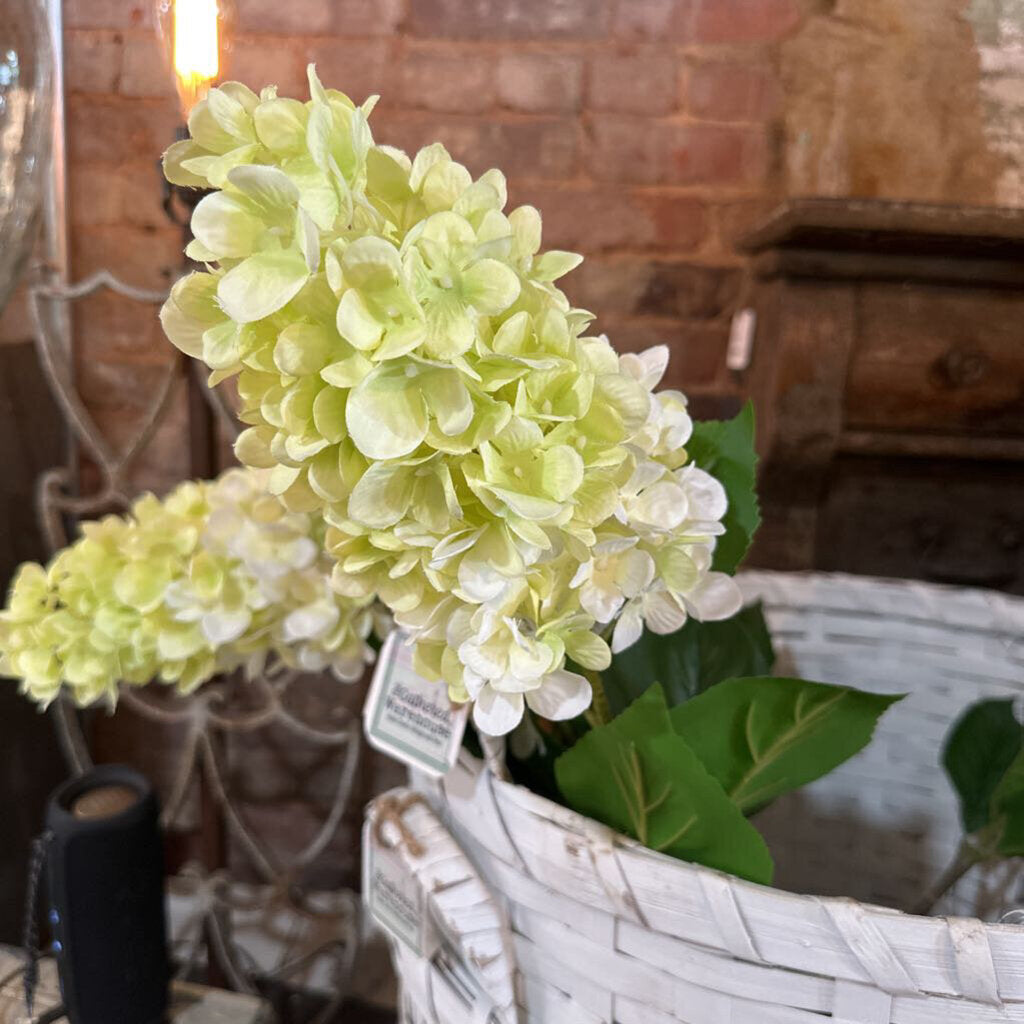 GREEN HYDRANGEA STEM