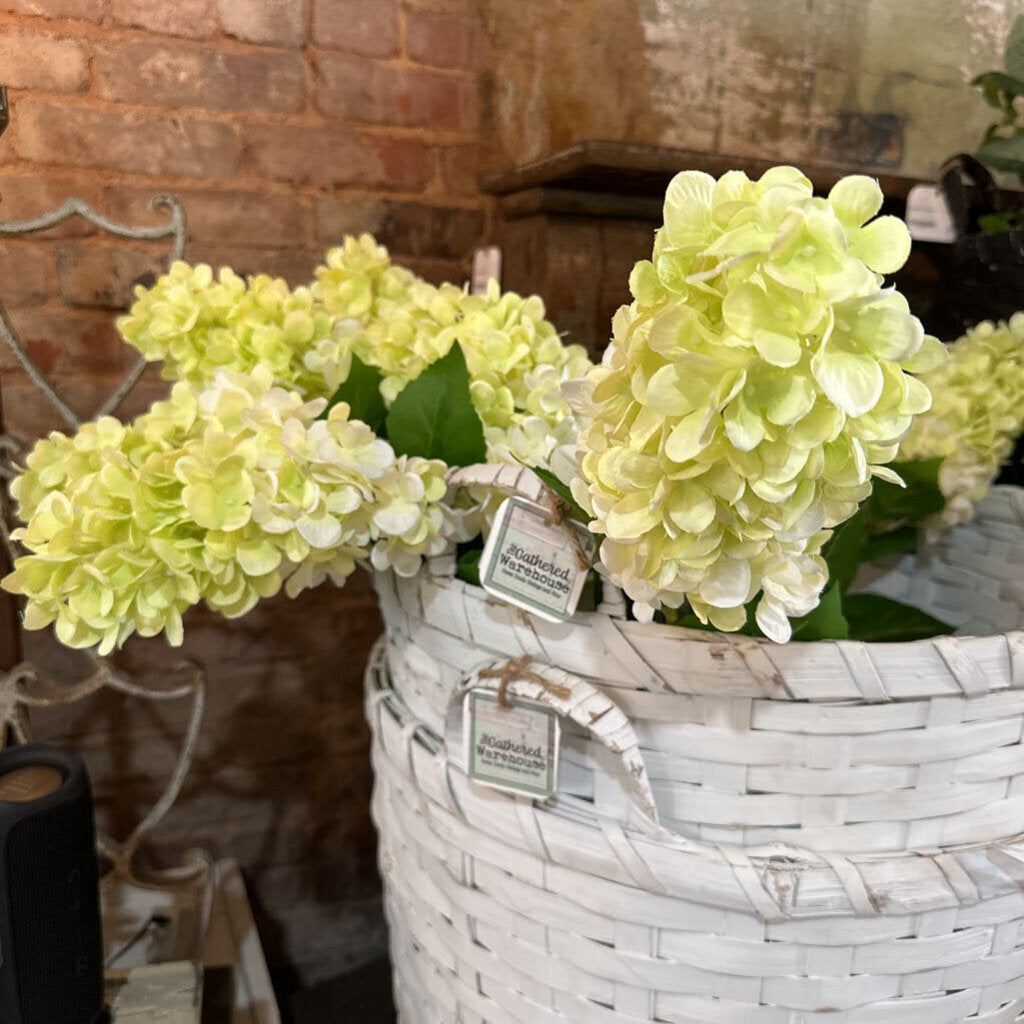 GREEN HYDRANGEA STEM