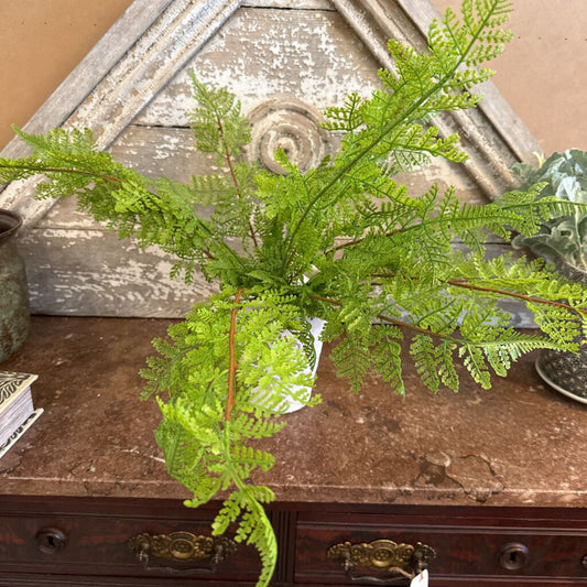 SOFT TOUCH LACE FERN