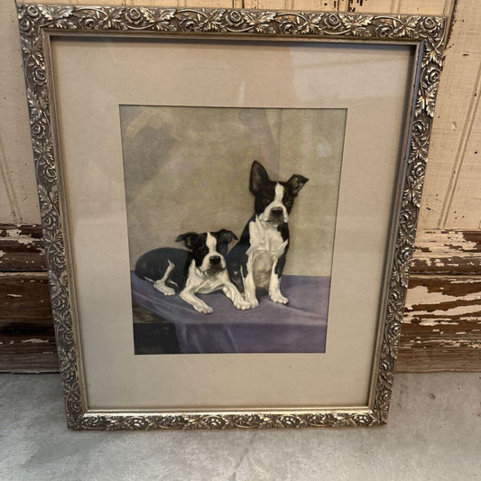 "BOSTON TERRIER BULLDOGS" FRAMED VINTAGE PRINT