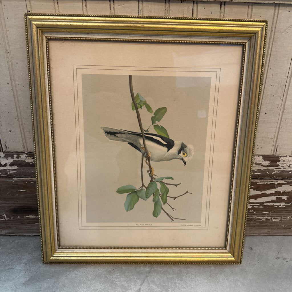 FRAMED BIRD PRINT "HELMET SHRIKE"